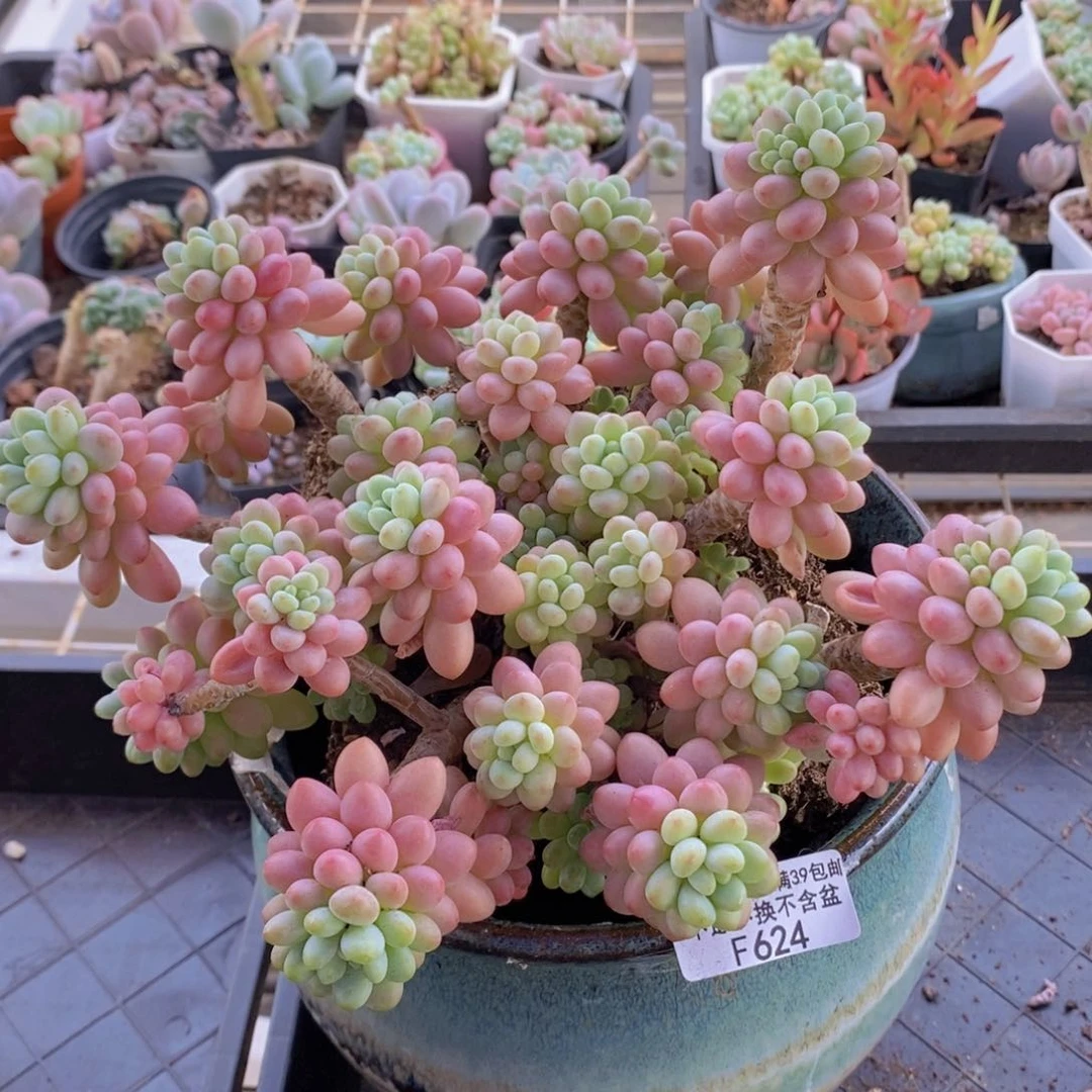 鱼子酱老桩18cm624多肉