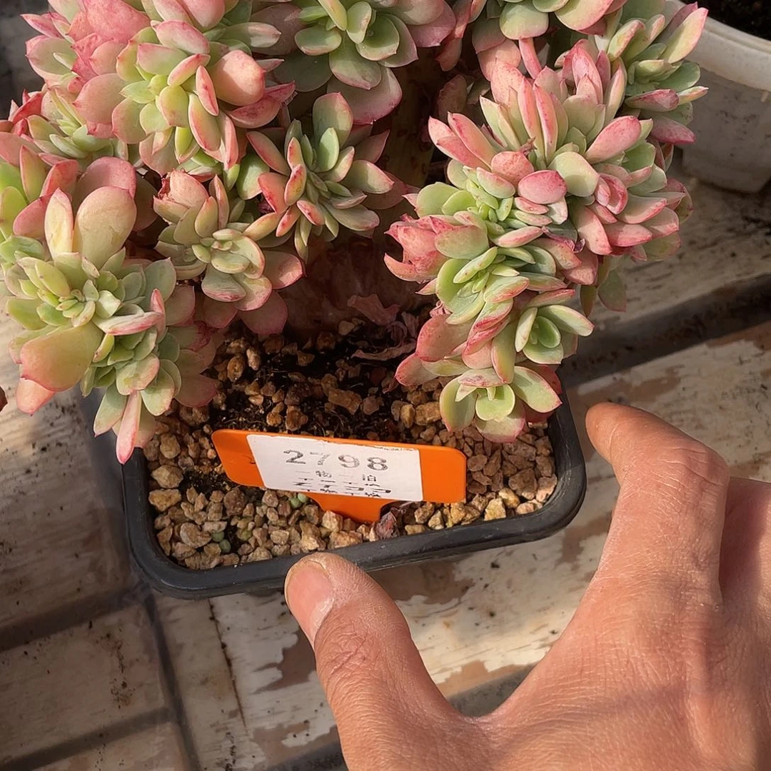 小***.霞光缀化老桩2798号