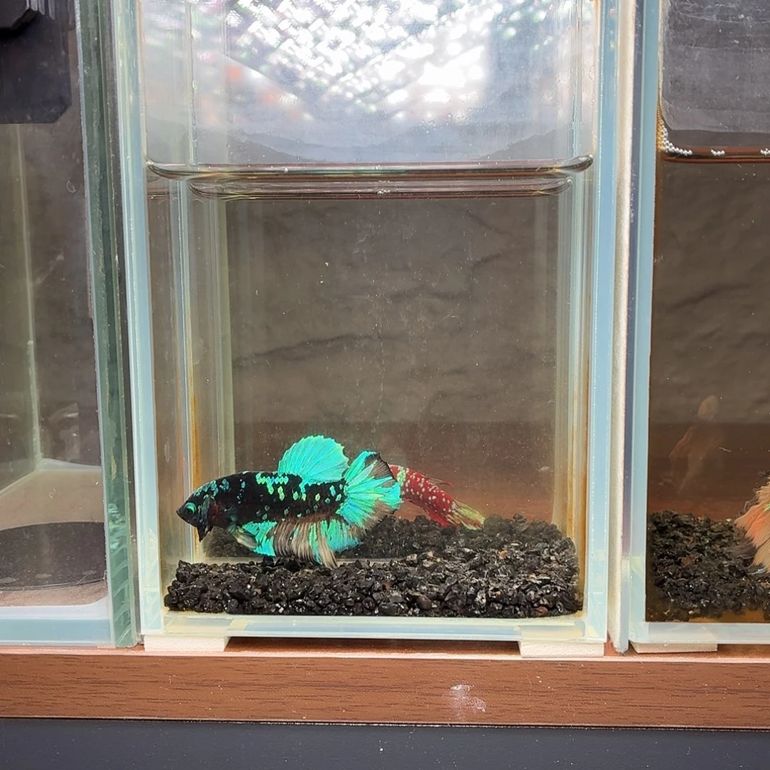 斗鱼暗黑将军公鱼