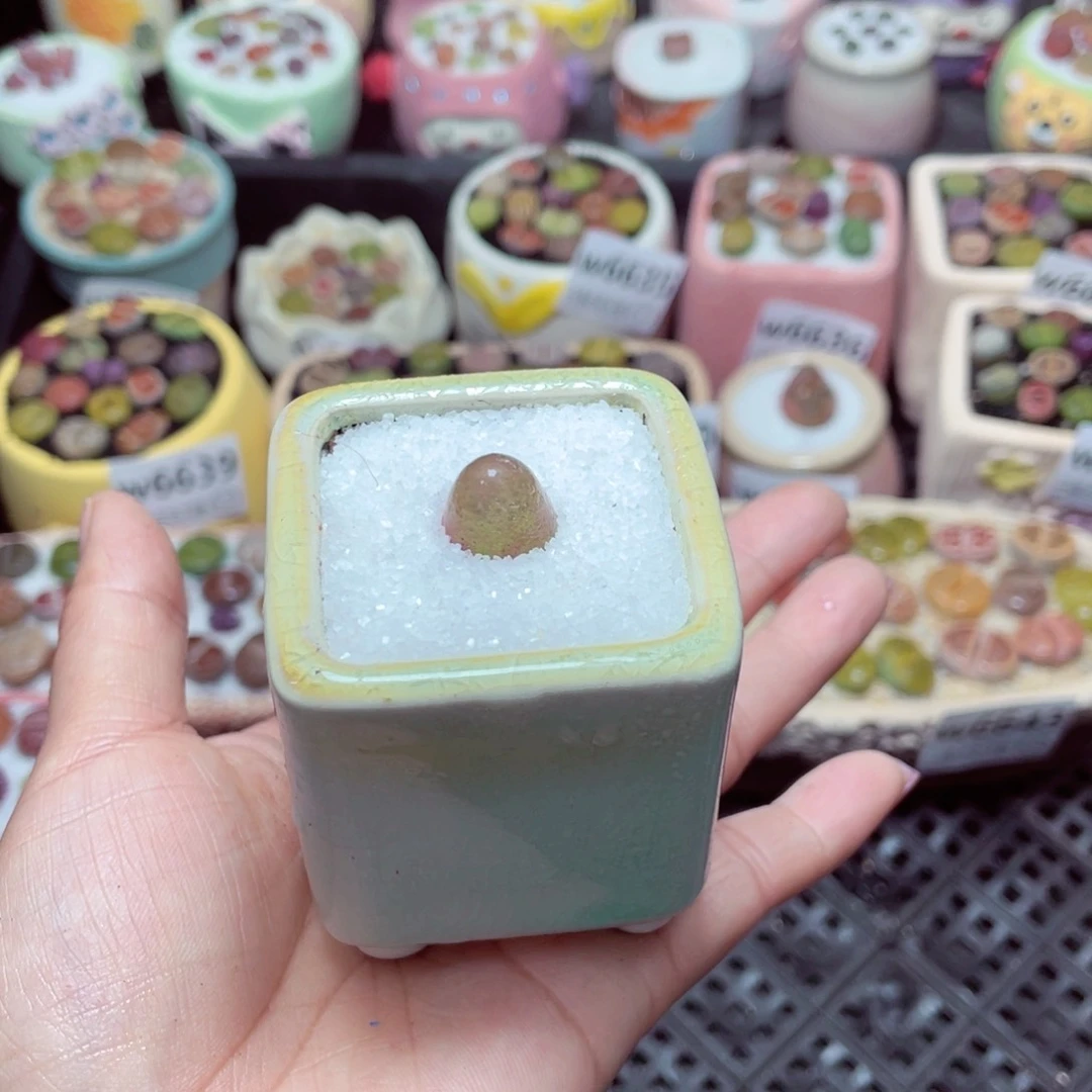 w6646 -零下地区拍保温箱-15支持寄养