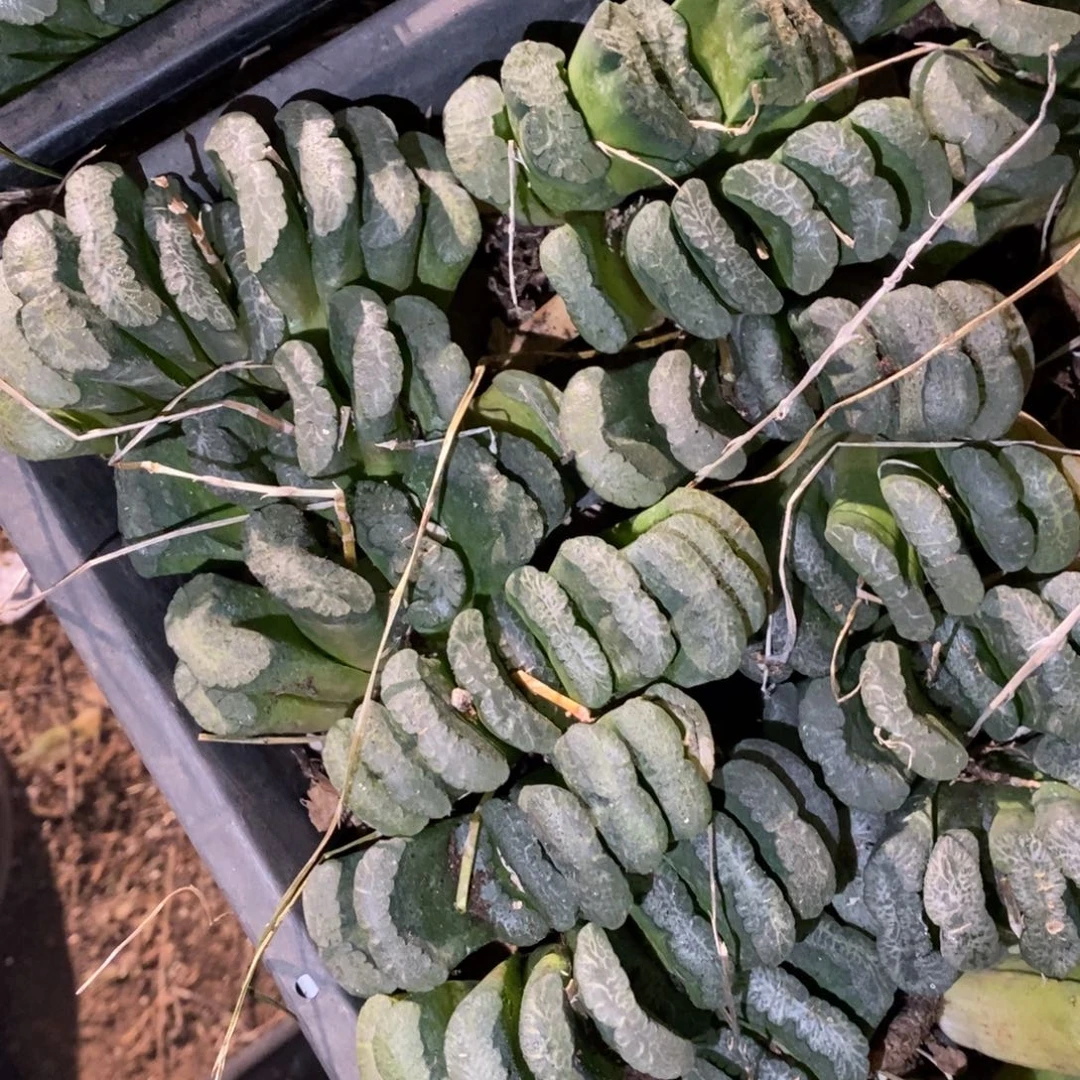 503 一颗大玉扇 很周正 超级福利