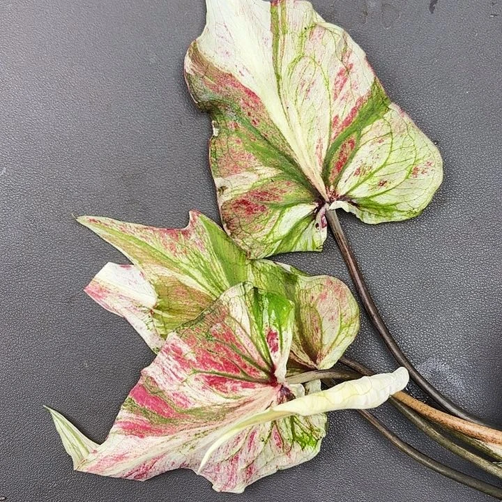 107-0720彩叶芋现货发