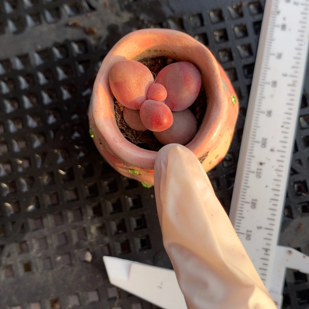 糖果奶酪多肉糖果奶