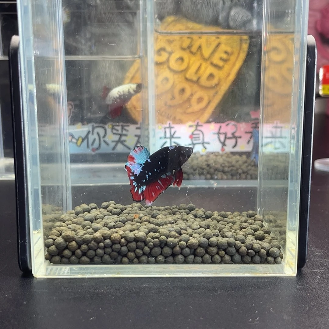 斗鱼56号101早暗黑