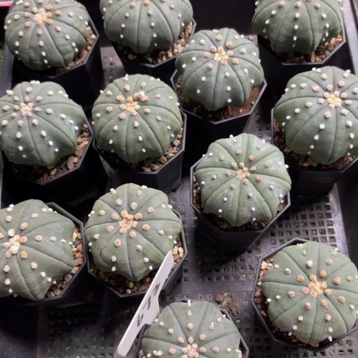 海星兜实生可挑选