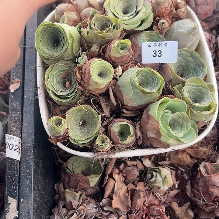 苗苗33瑕疵不售后