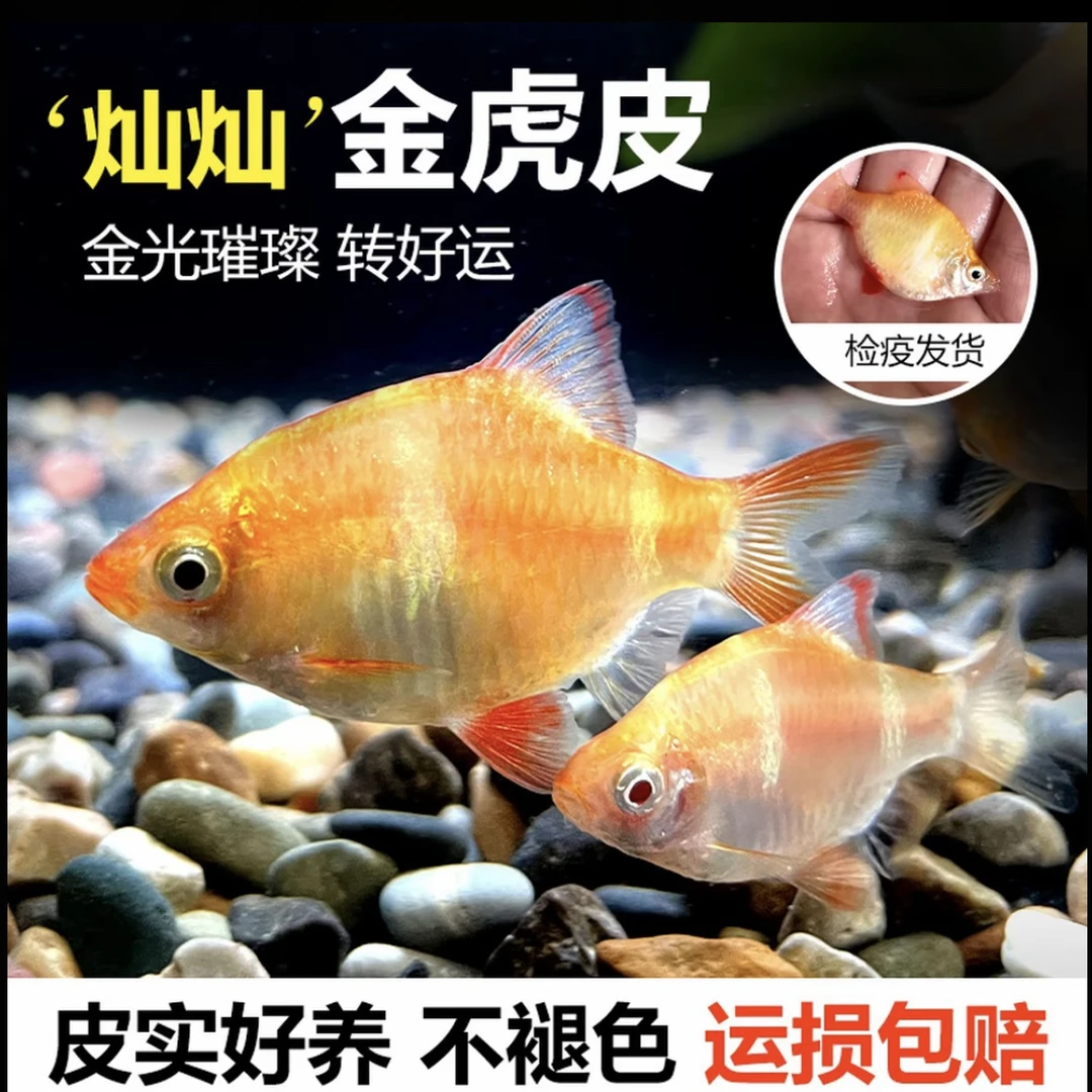 【顺丰包邮】虎皮金色荧光热带鱼小型观赏鱼淡水好养适合新手