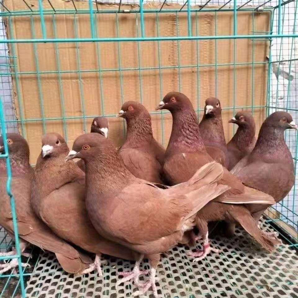 红卡黑卡一对2只包邮包活到家