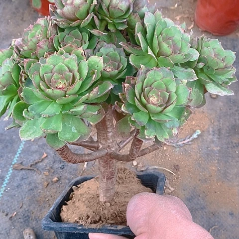 282万圣节多肉植物