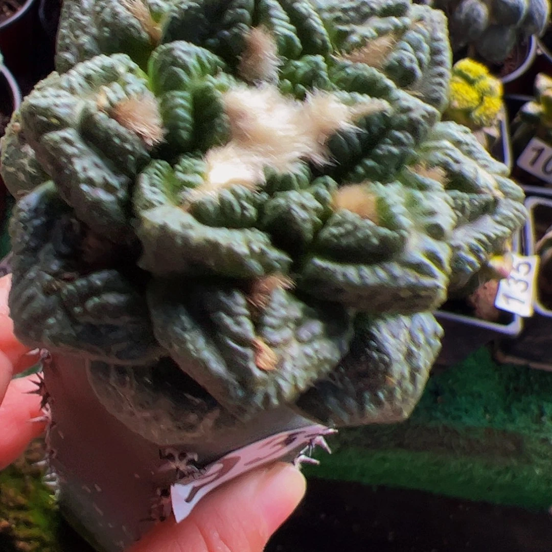 无花朵隔尤志贺龟甲牡丹935