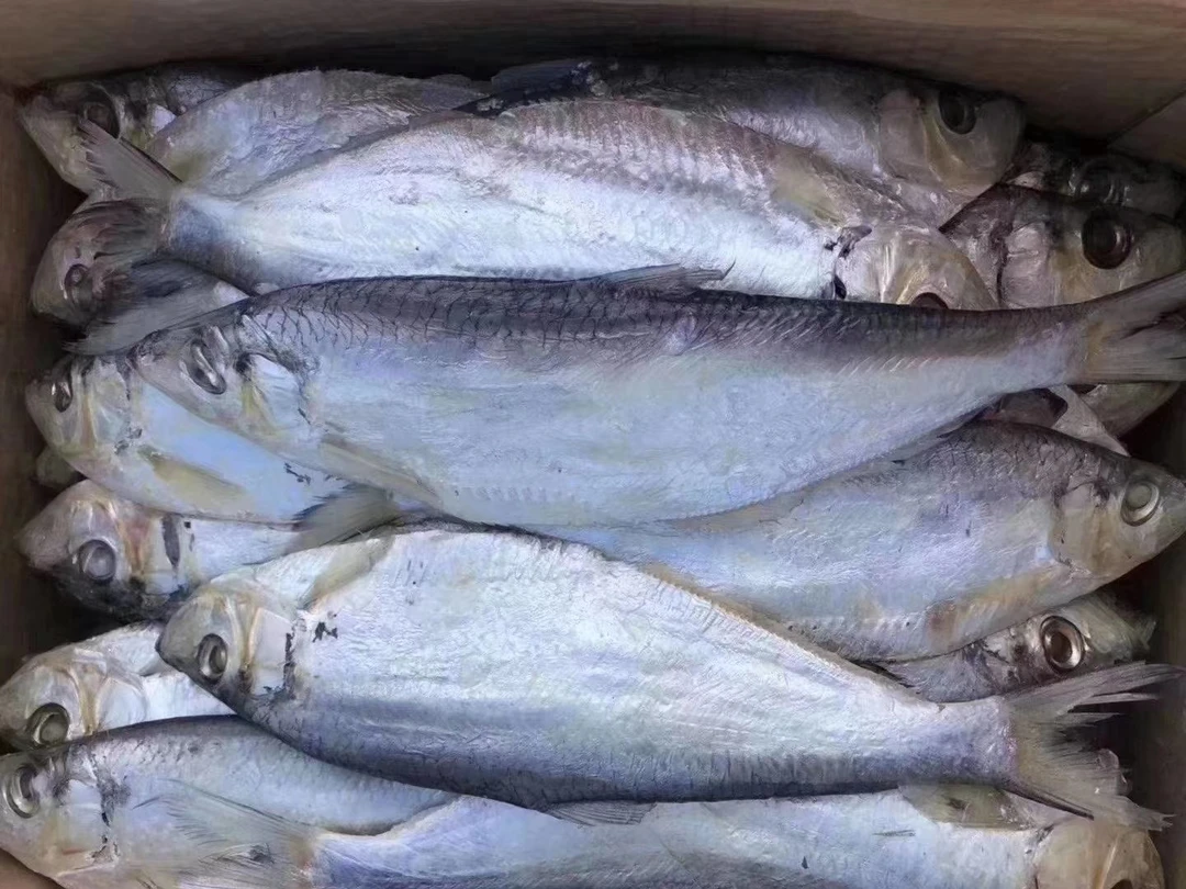 山东发货渤海湾咸白磷鱼