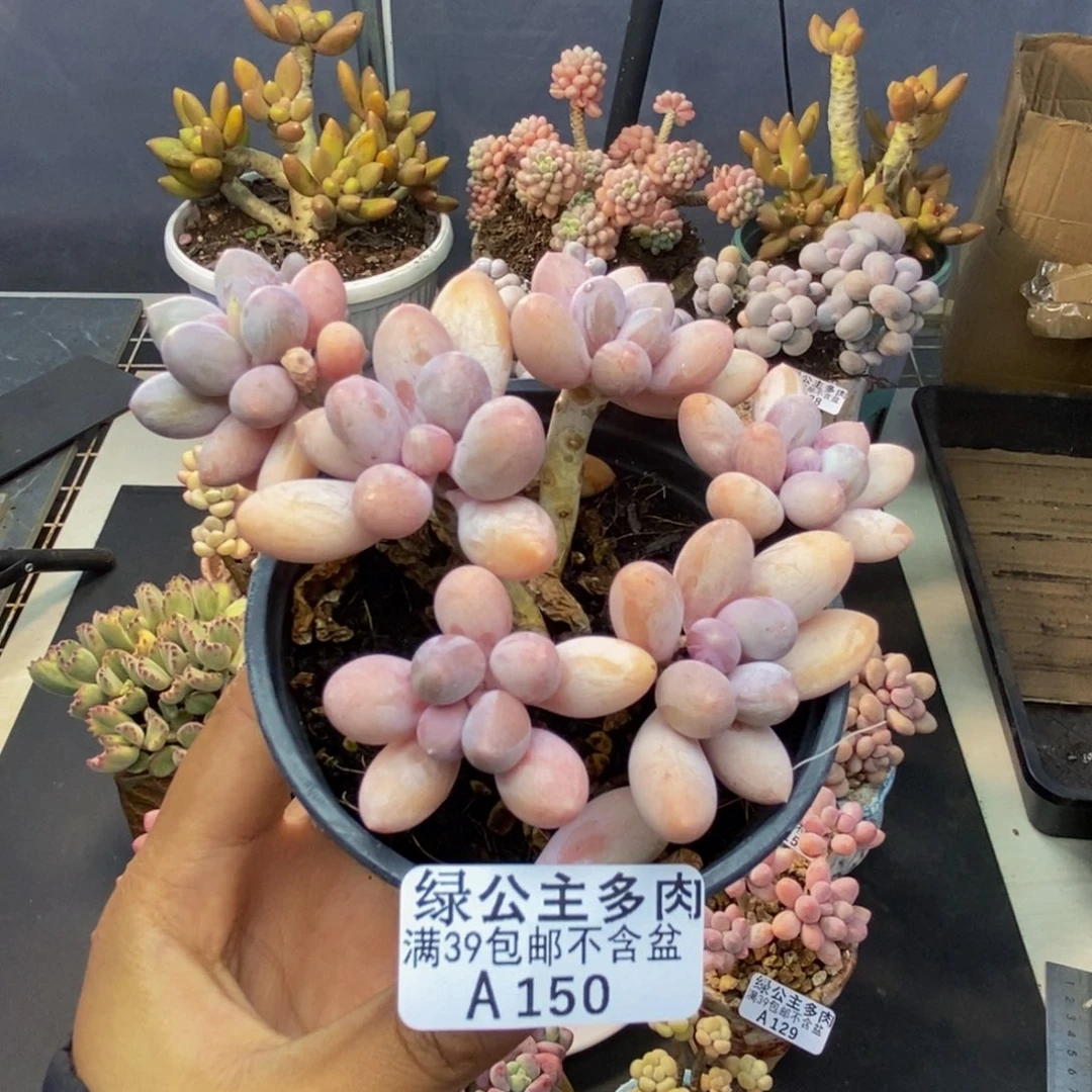 150香水手指奶多肉9c m