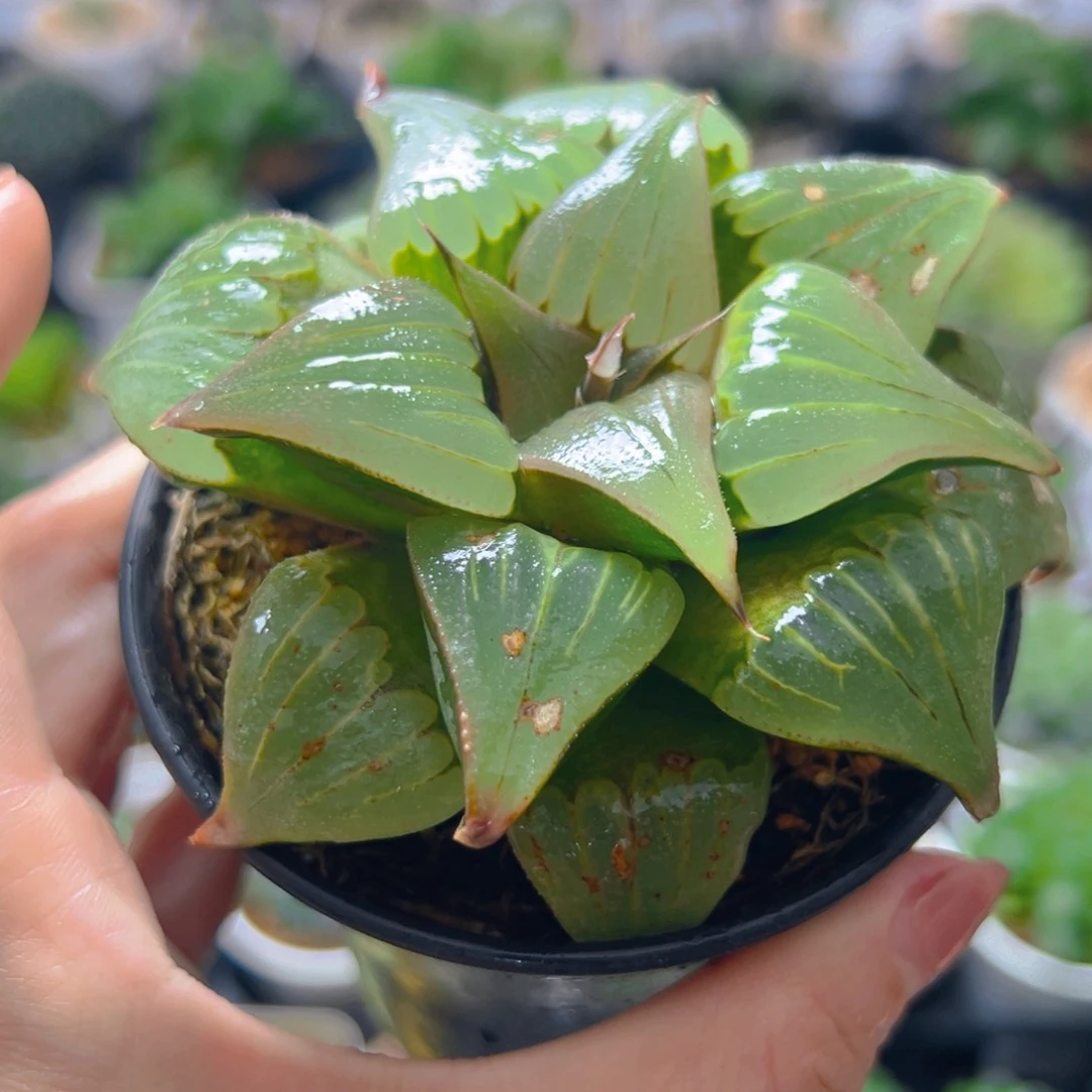 瑕疵媚凤万象盆玉露