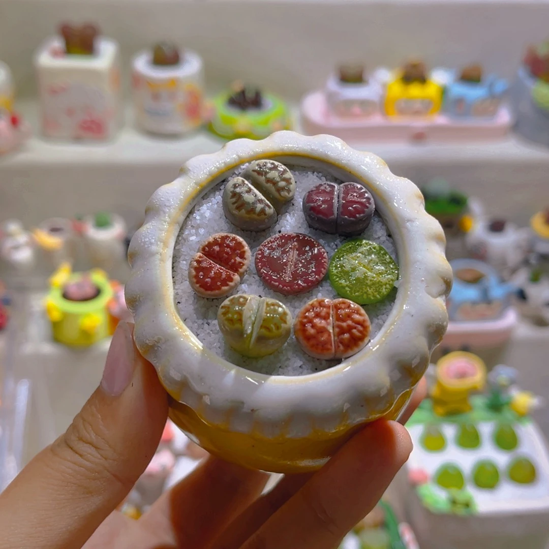 012高端多肉带盆土一套8