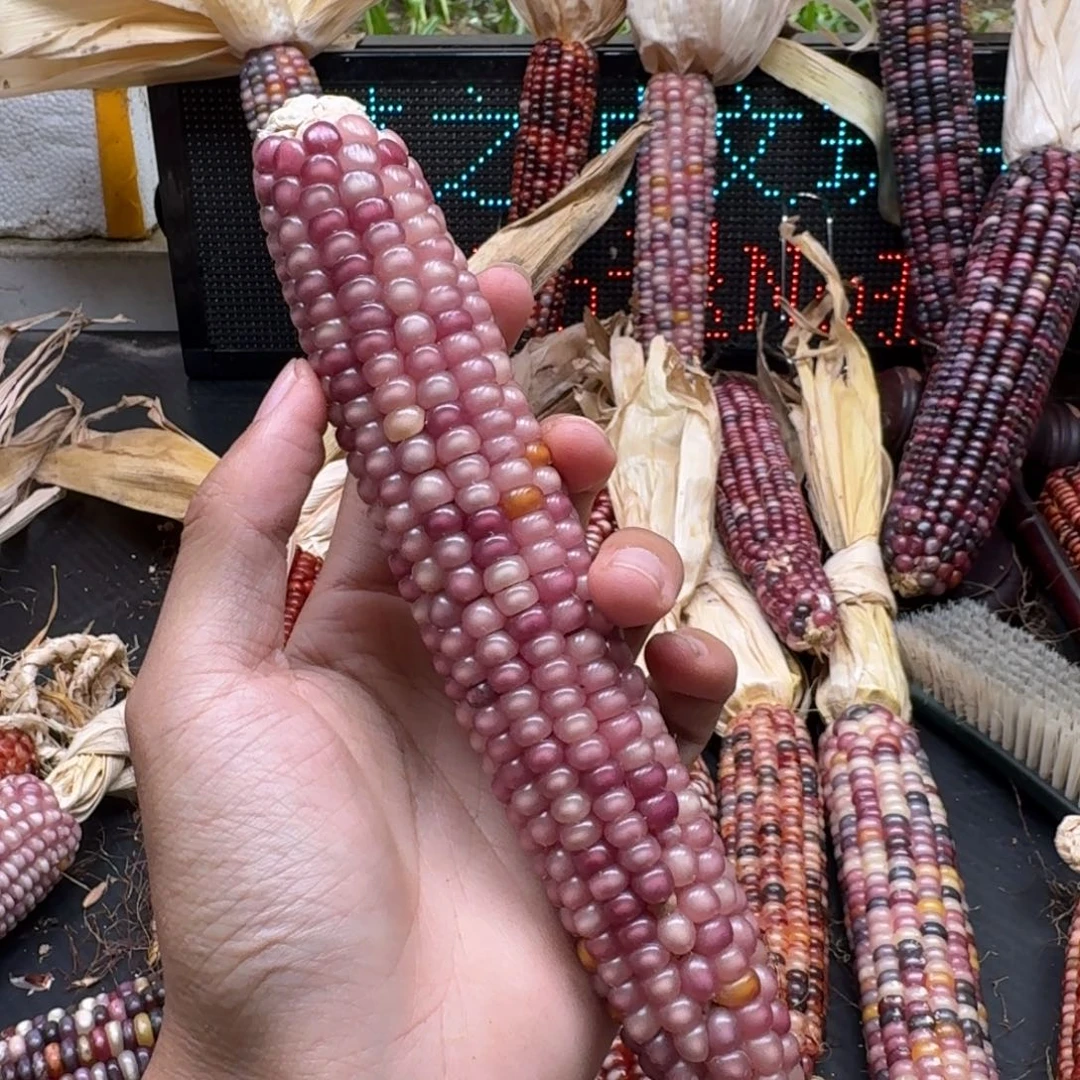 纪****吊坠柏香籽/百香籽
