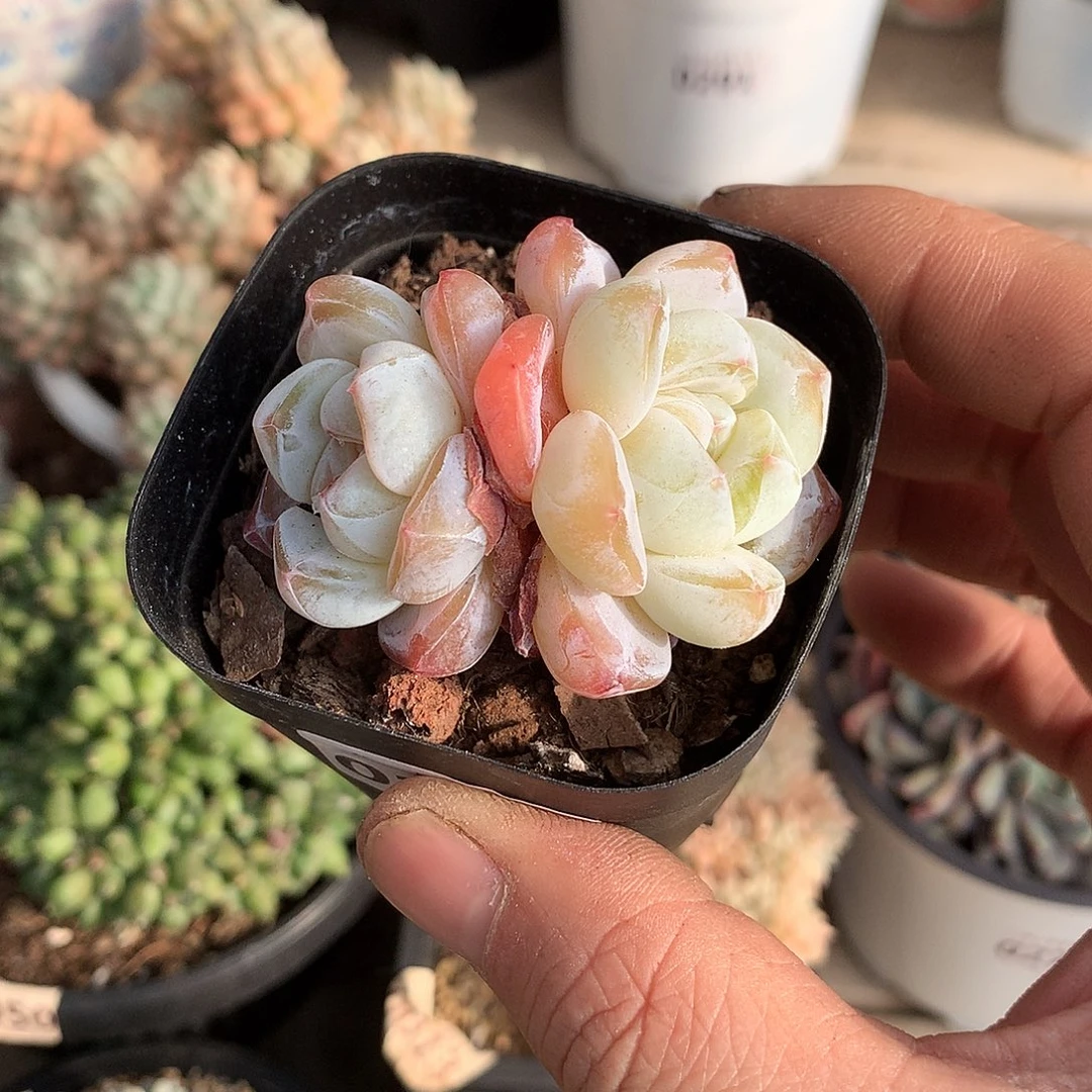 246雪瓷多肉一颗5.5厘米