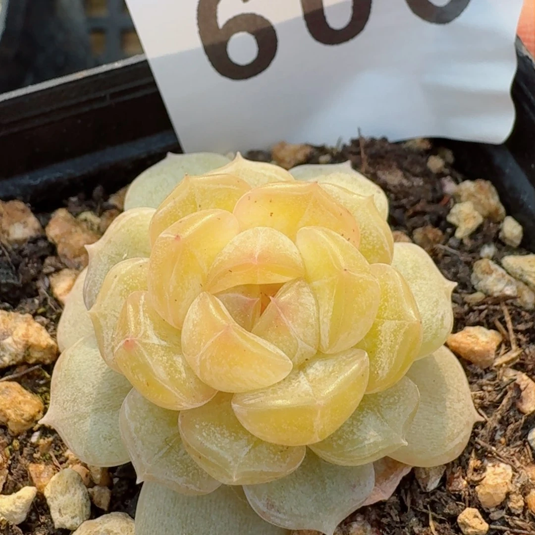 多肉植物开播福利捡漏