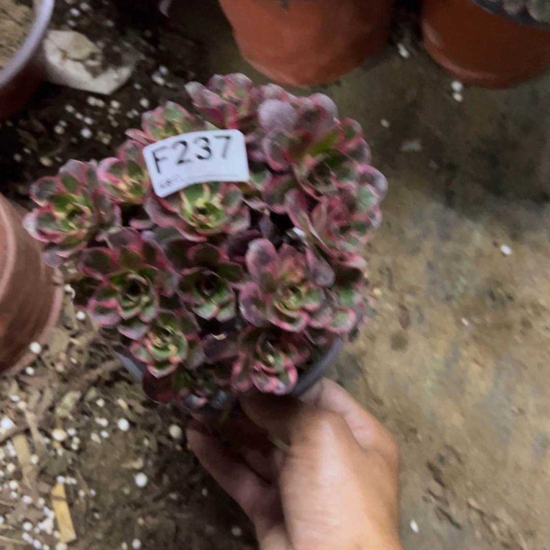 一***世237纳福多肉植物法师多肉