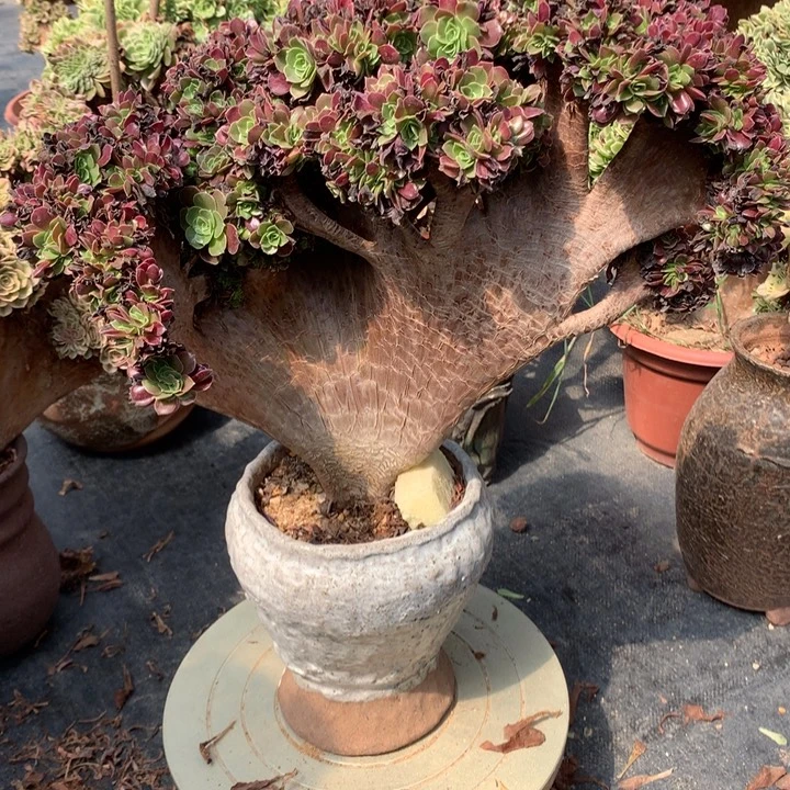 欧朵朵脱土不带盆啊