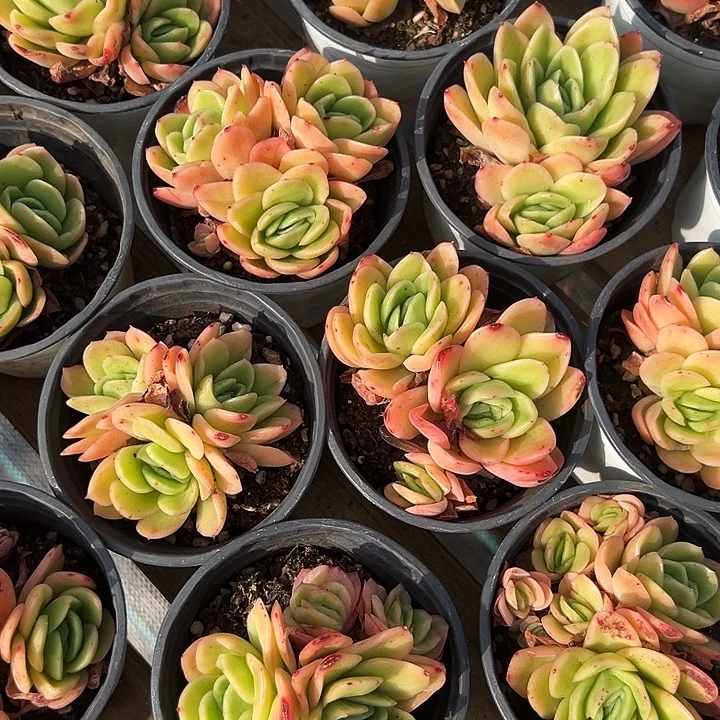 多头         冰玫瑰  锦