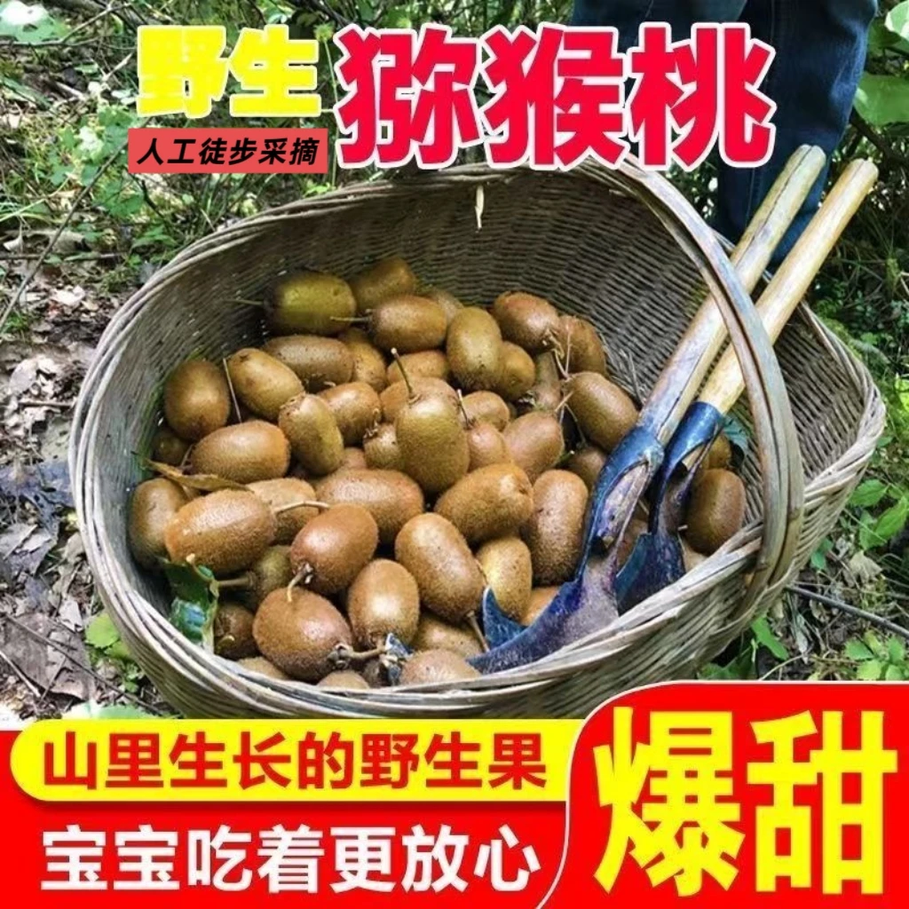【人工徒步采摘纯野生猕猴桃】现摘野生猕猴桃奇异果当季新鲜水果