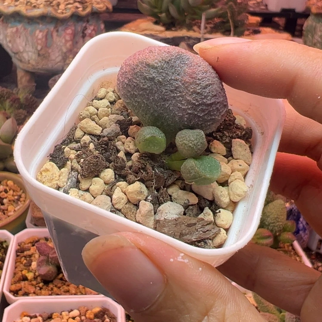 一组自拍，感谢支持