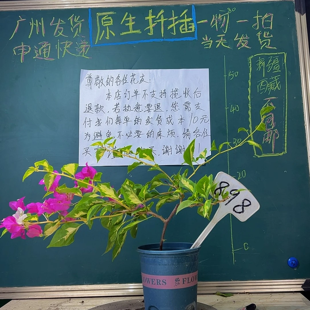 当前无花栽培后可以开花金心双色898
