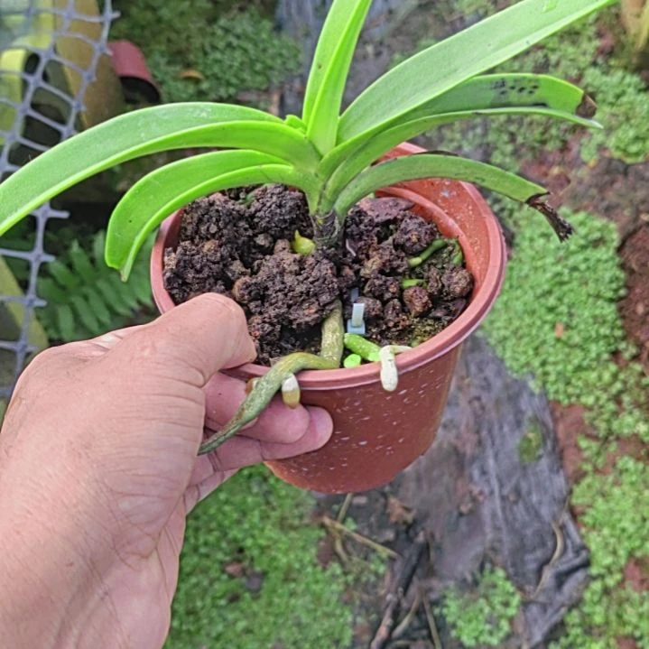 完全开放蓝虎尾兰