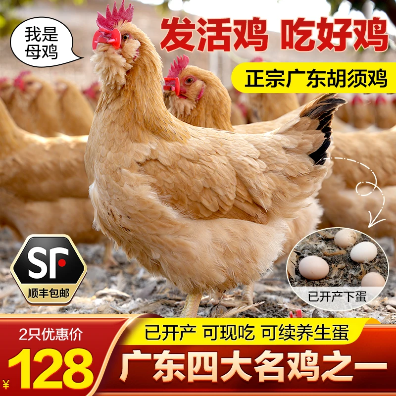 【已产蛋 2只6斤左右】直播专享 广东名鸡散养胡须鸡母鸡 五谷喂养