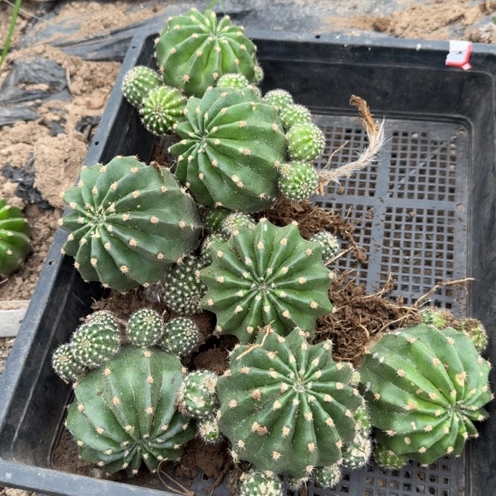 367彩草芙蓉根脱土发货歪斑一个