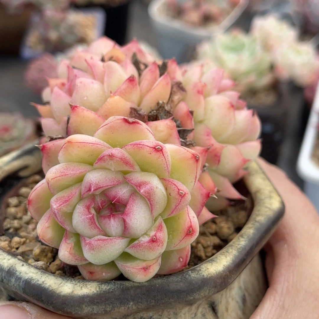 麦秆边线四头群生