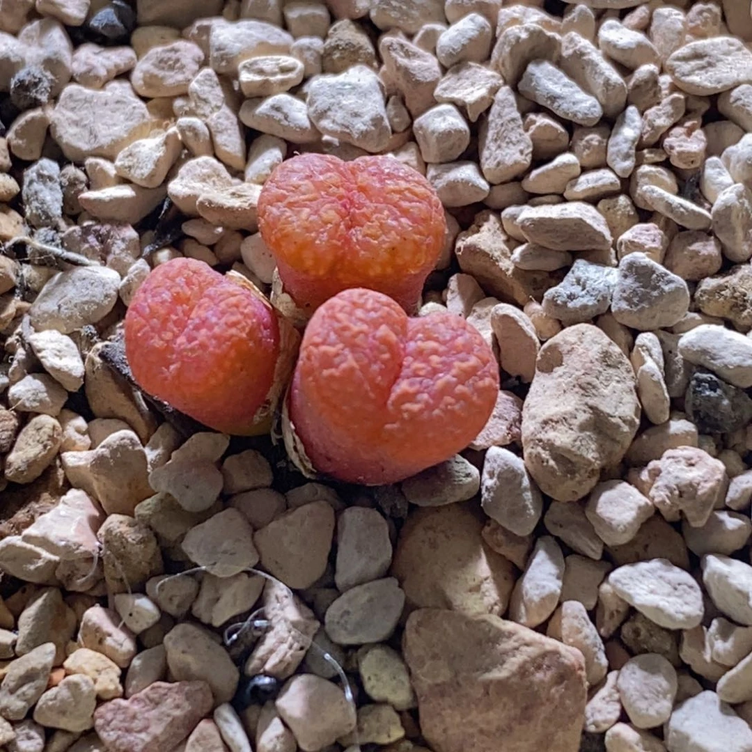 红勋红勋红勋红勋