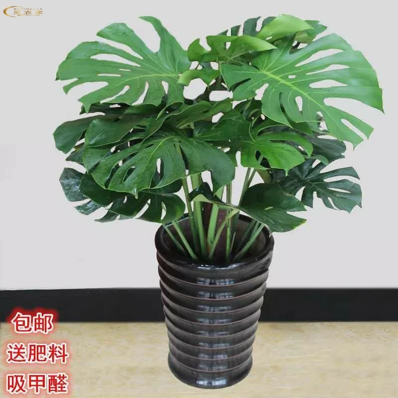 金钻带土观叶红新房龟背竹水养土养花卉植物盆栽室内绿植盆景