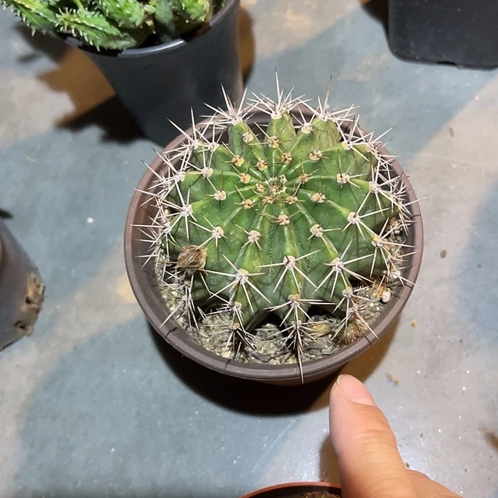 无花朵仙人球一物一拍下单包邮