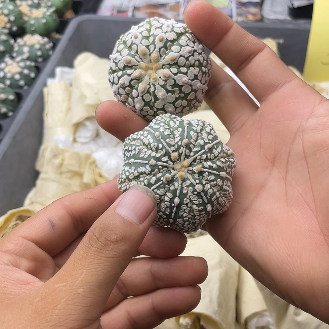 一物一拍 下播福利3