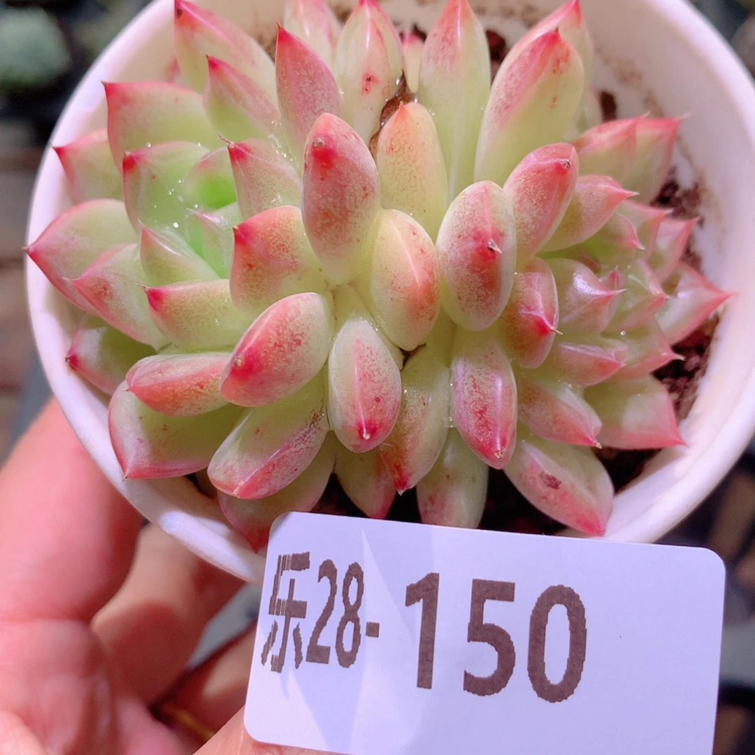 乐然28-150 新品双头