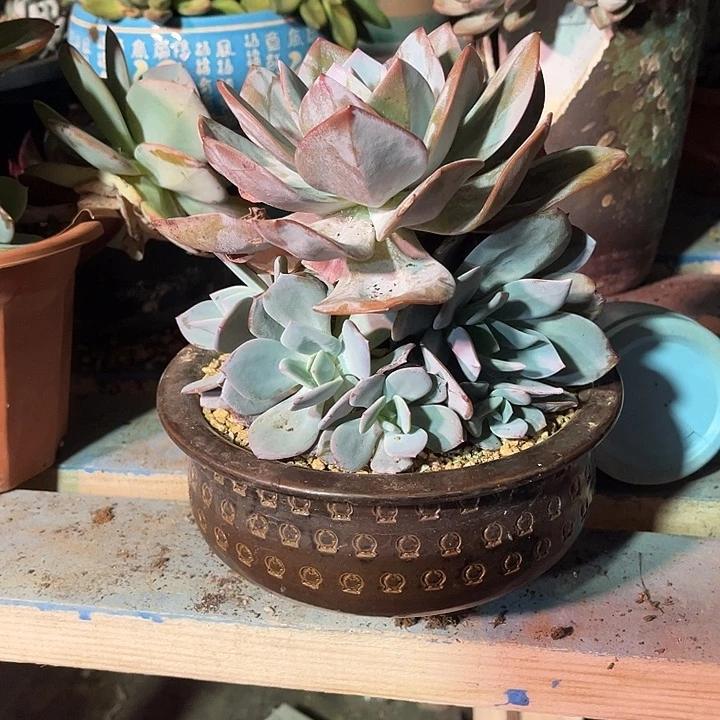 国版奶茶手捧，官服20