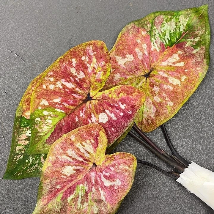 205-0804镀金石现货发