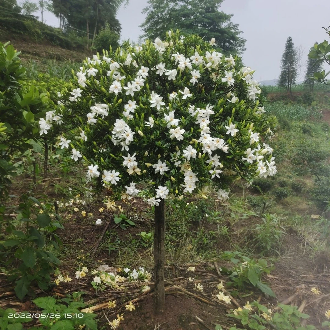 四川本地品种大叶荷栀子别墅庭院阳台花满树花苞露天种植非大棚花