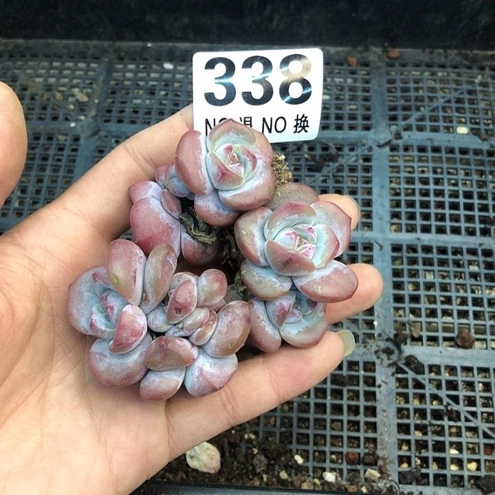 星影石榴籽福利出咯 338