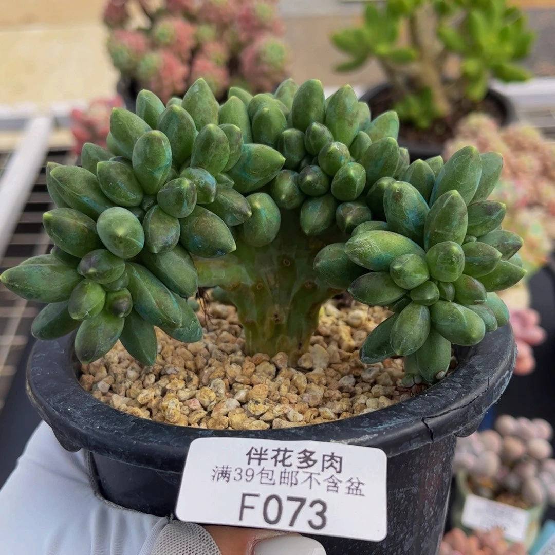 073-香蕉树多肉9cm