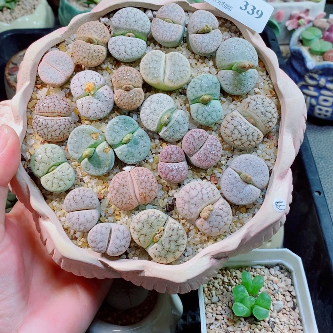 生石花花花花花339