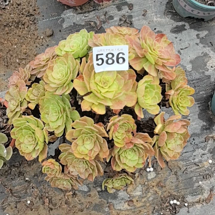 586花月夜花花2-2
