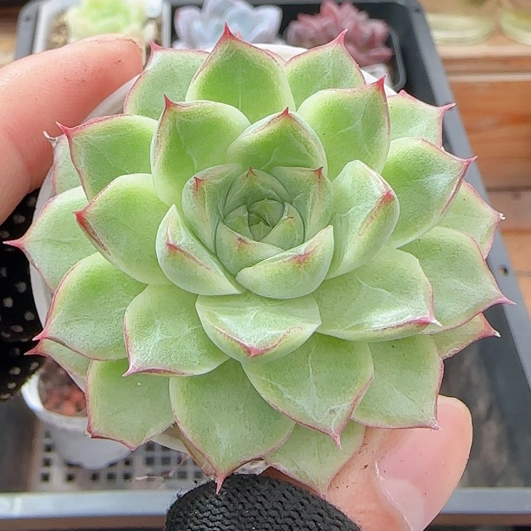 多肉0923--158女王玫瑰