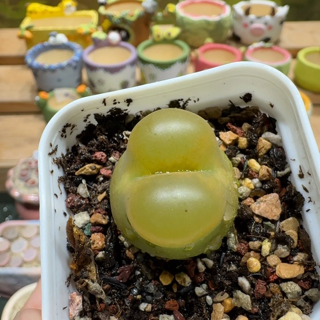 蘑菇1213蟠桃多肉植物