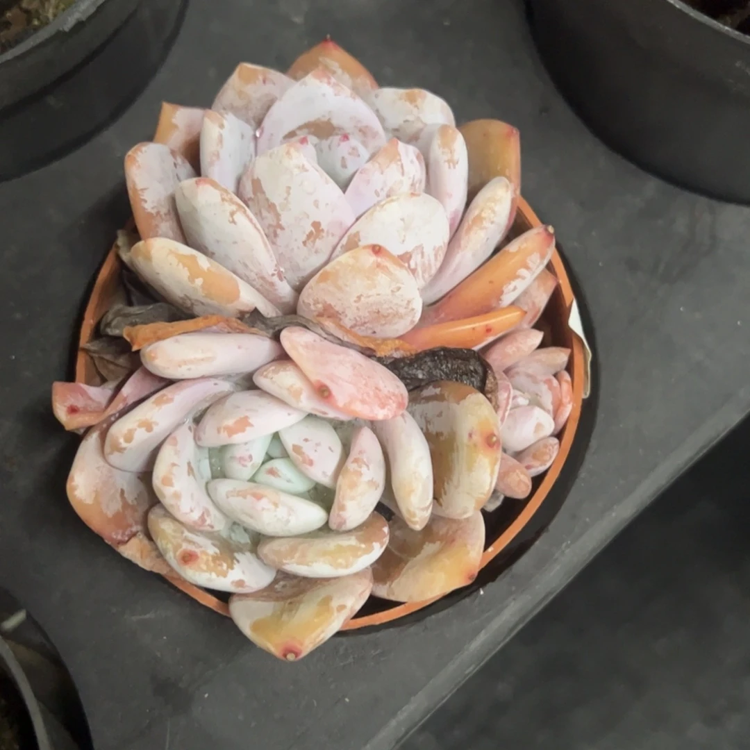 嫦娥一物一拍1679