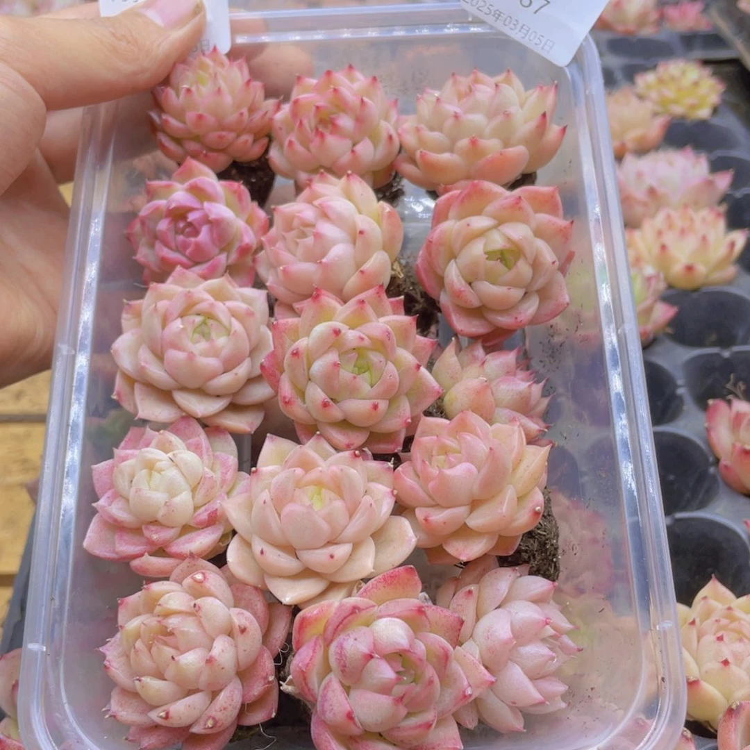 开心快乐幸福067