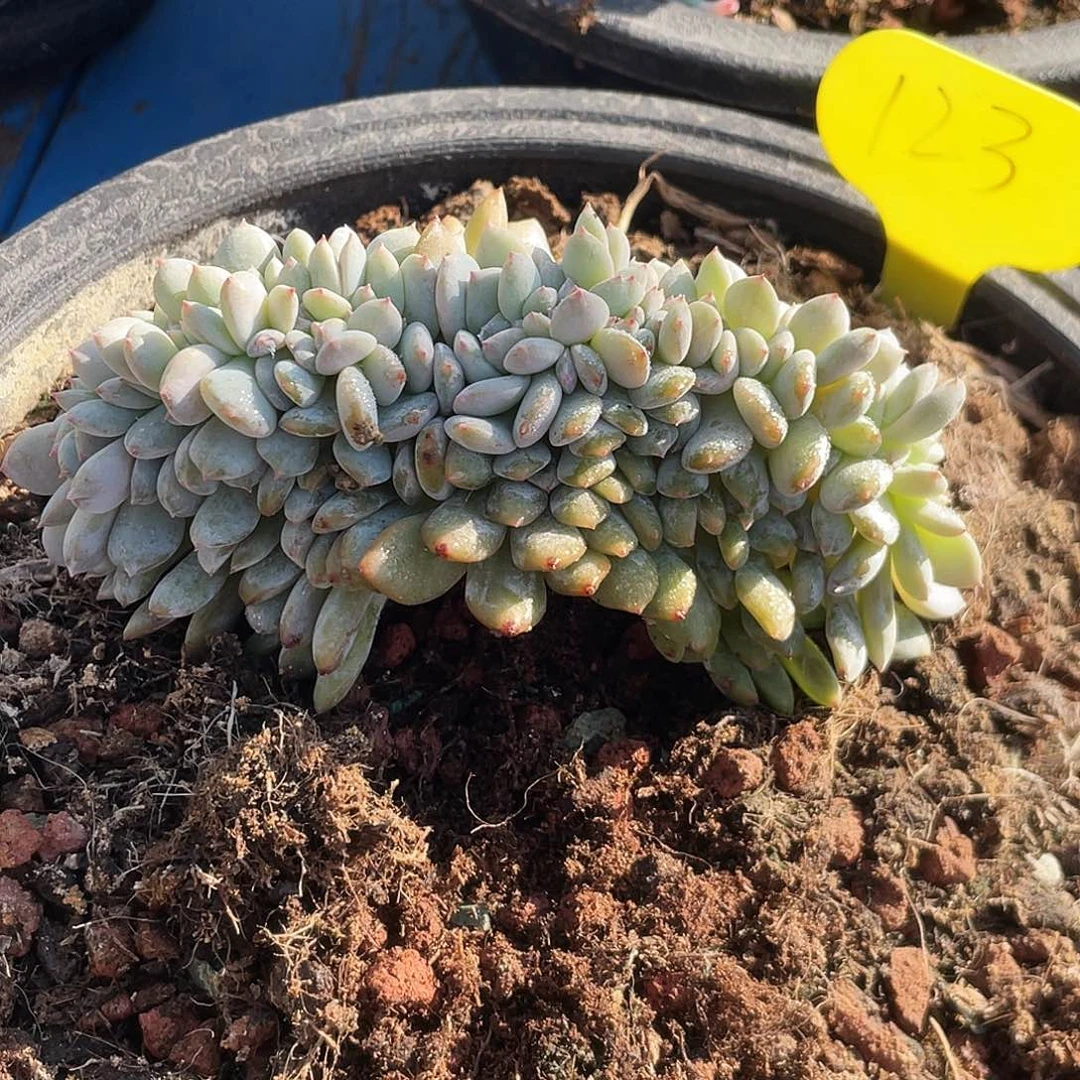 杨****石榴子星影缀化123