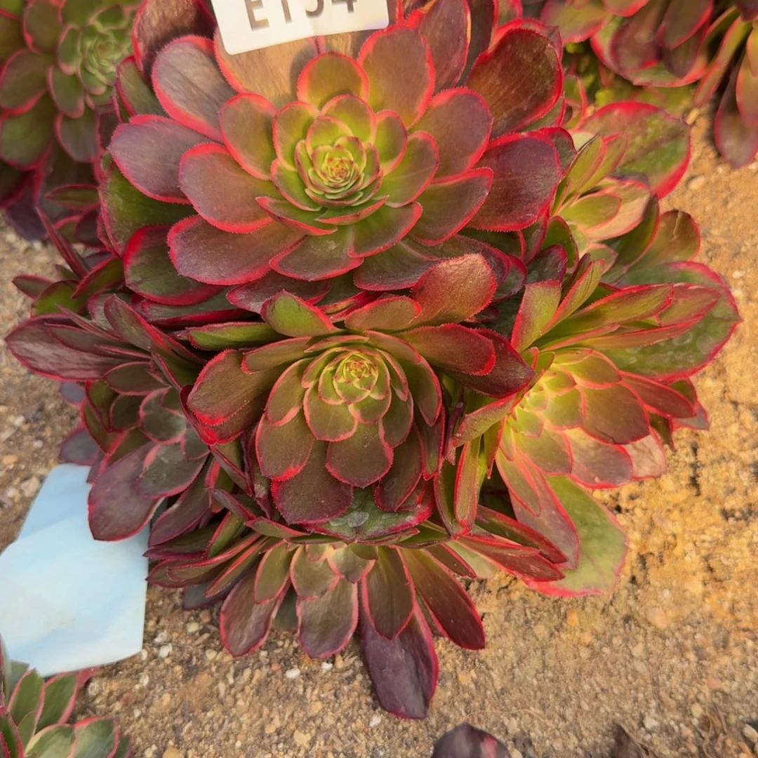 154粉花妖。多肉植物