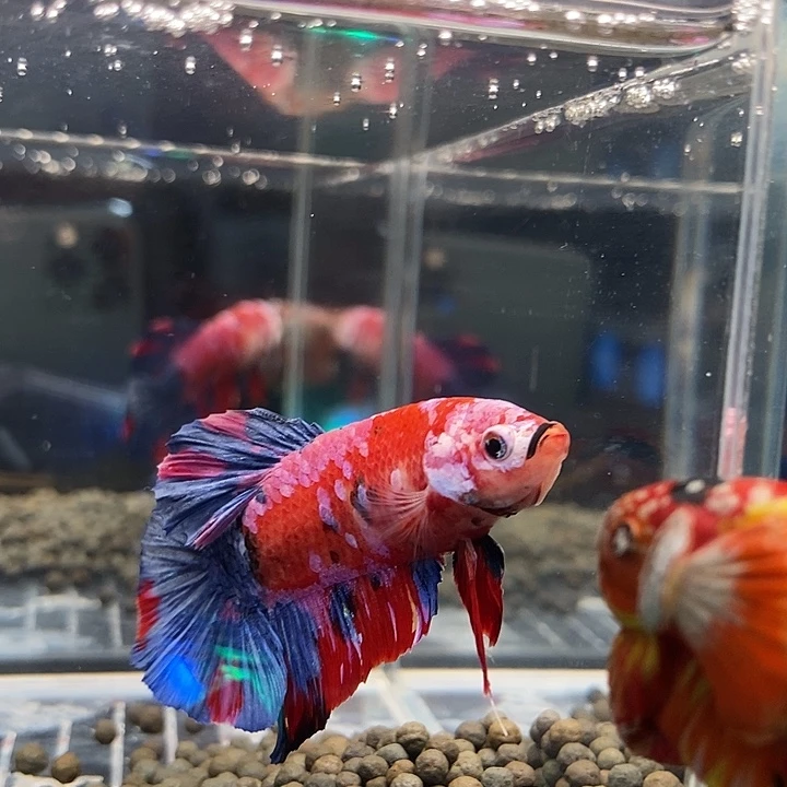 斗鱼黑34个巨斗将军